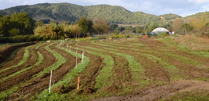 001_lit de culture_LES ENGRAIS VERTS AU JARDIN