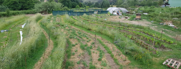 003_avant_CA_Pousse_LES ENGRAIS VERTS AU JARDIN