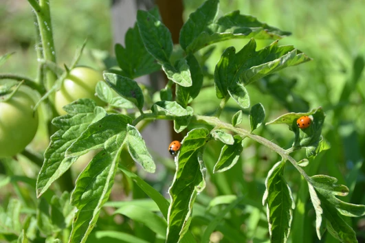 05_après_LES ENGRAIS VERTS AU JARDIN